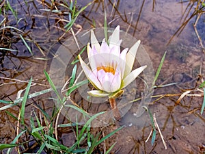 Beautiful nymphaea lotus flower image india