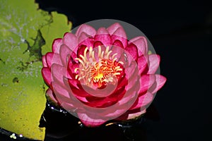 A Beautiful Nymphaea Manee Red Waterlily