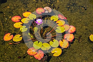 Beautiful Nymphaea nouchali pond