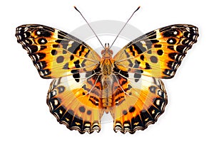 Beautiful Nymphalidae butterfly isolated on a white background with clipping path