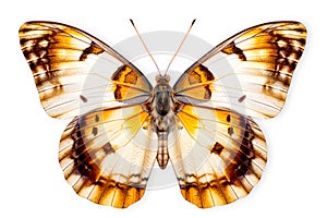 Beautiful Nymphalidae butterfly isolated on a white background with clipping path