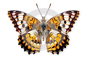 Beautiful Nymphalidae butterfly isolated on a white background with clipping path