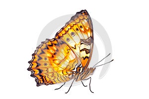 Beautiful Nymphalidae butterfly isolated on a white background. Side view