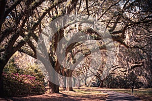 Beautiful oak alley of trees with Spanish moss