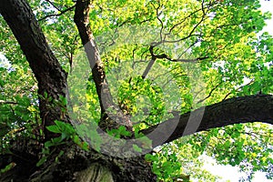 Beautiful Oak tree in forest in Sweden photo