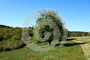 Beautiful oak tree with green foliage on a background of blue sky and green grass under the crown, summer landscape