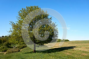 Beautiful oak tree with green foliage on a background of blue sky and green grass under the crown, summer landscape