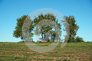 Beautiful oak tree with green foliage on a background of blue sky and green grass under the crown, summer landscape