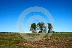 Beautiful oak tree with green foliage on a background of blue sky and green grass under the crown, summer landscape