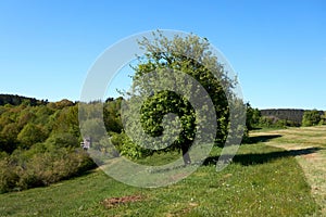 Beautiful oak tree with green foliage on a background of blue sky and green grass under the crown, summer landscape