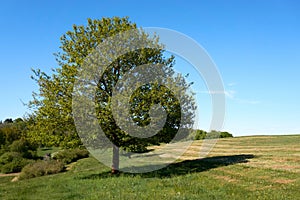 Beautiful oak tree with green foliage on a background of blue sky and green grass under the crown, summer landscape