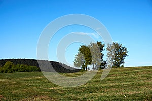 Beautiful oak tree with green foliage on a background of blue sky and green grass under the crown, summer landscape