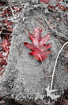 Beautiful oak tree red leaf lying on rock with moss in selective color in autumn forest scenery