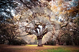 Beautiful oak tree with Spanish moss