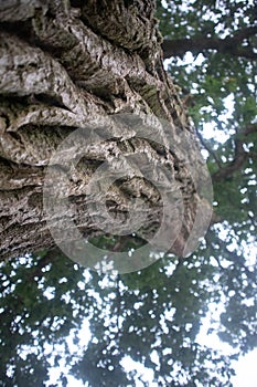 Beautiful oak tree trunk with harsh bark. Big tree in the park.