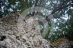 Beautiful oak tree trunk with harsh bark. Big tree in the park.