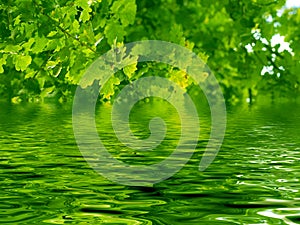 Beautiful oak tree and water