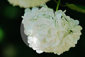 Beautiful Oakleaf hydrangea blooming