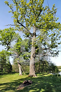 Beautiful oaks on the banks of the Neman River