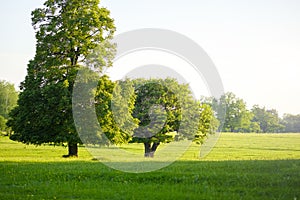 Beautiful oaks tree with green foliage on a background of blue sky and green grass under the crown, summer landscape.