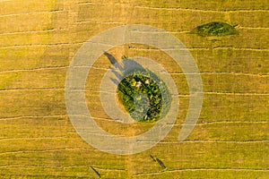 Beautiful oasis among agriculture field during haymaking