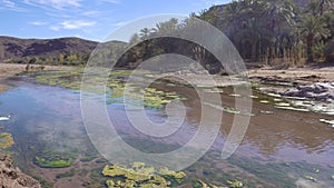 Beautiful oasis landscape in Oasis De Fint near Ourzazate in Morocco, North Africa.