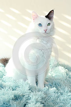 Odd eyed white cat sitting on a light blue blanket indoor