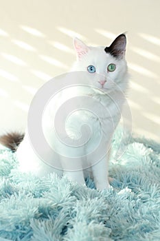 Odd eyed white cat sitting on a light blue blanket indoor