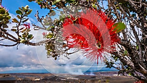 The beautiful ohia lehua flower on the Big Island of Hawaii.