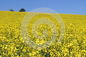 Beautiful oil seed rape, Brassica napus flowers. Golden blossoming rapessed field and blue sky in sunny day. Rural