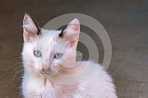 Beautiful Ojos Azules cat (Felis catus) with a copyspace