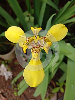 Beautiful oked fallow