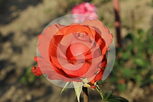 Beautiful oklahoma rose