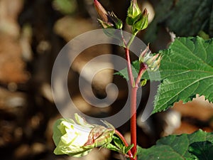 Okra flower, photographed in a small garden. photo