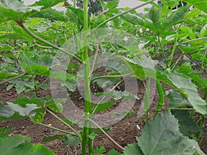 This is a beautiful okra plants