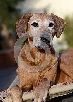 A beautiful old African Rhodesian Ridgeback hound dog with grey face is looking interested with bright open eyes
