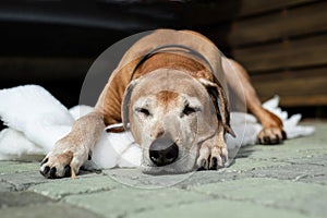 A beautiful old African Rhodesian Ridgeback hound dog with grey face is lying on a blanket in the backyard outdoors