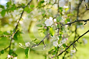 Beautiful old apple tree garden blossoming on sunny spring day. Blooming apple trees over bright sky