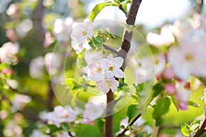 Beautiful old apple tree garden blossoming on sunny spring day. Blooming apple trees over bright sky