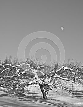 Beautiful old apple tree with his moon