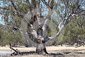 A beautiful old Australian Gum Tree