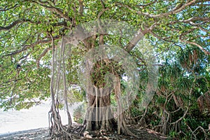 Beautiful old banyan tree at the beach at tropical island