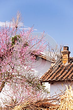 Beautiful old charming Chinese cottage with chimney and blooming