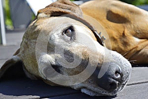 Beautiful old dog snoozing photo