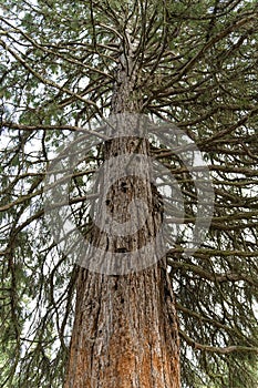 A beautiful old European pine in natural park