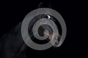 Beautiful old eventing gelding horse isolated on black background