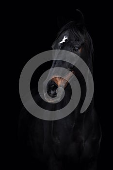 Beautiful old eventing gelding horse isolated on black background