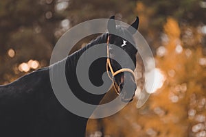 Beautiful old eventing gelding horse with white spot in forehead in the evening in autumn photo