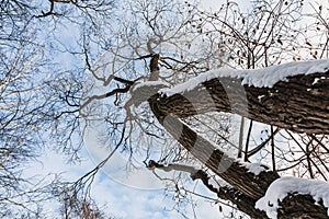 An beautiful old fantastic branchy brown tree with white snow and yellow leaves in a park in autumn against the blue sky with