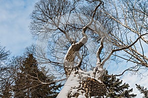 An beautiful old fantastic branchy brown tree with white snow and yellow leaves in a park in autumn against the blue sky with